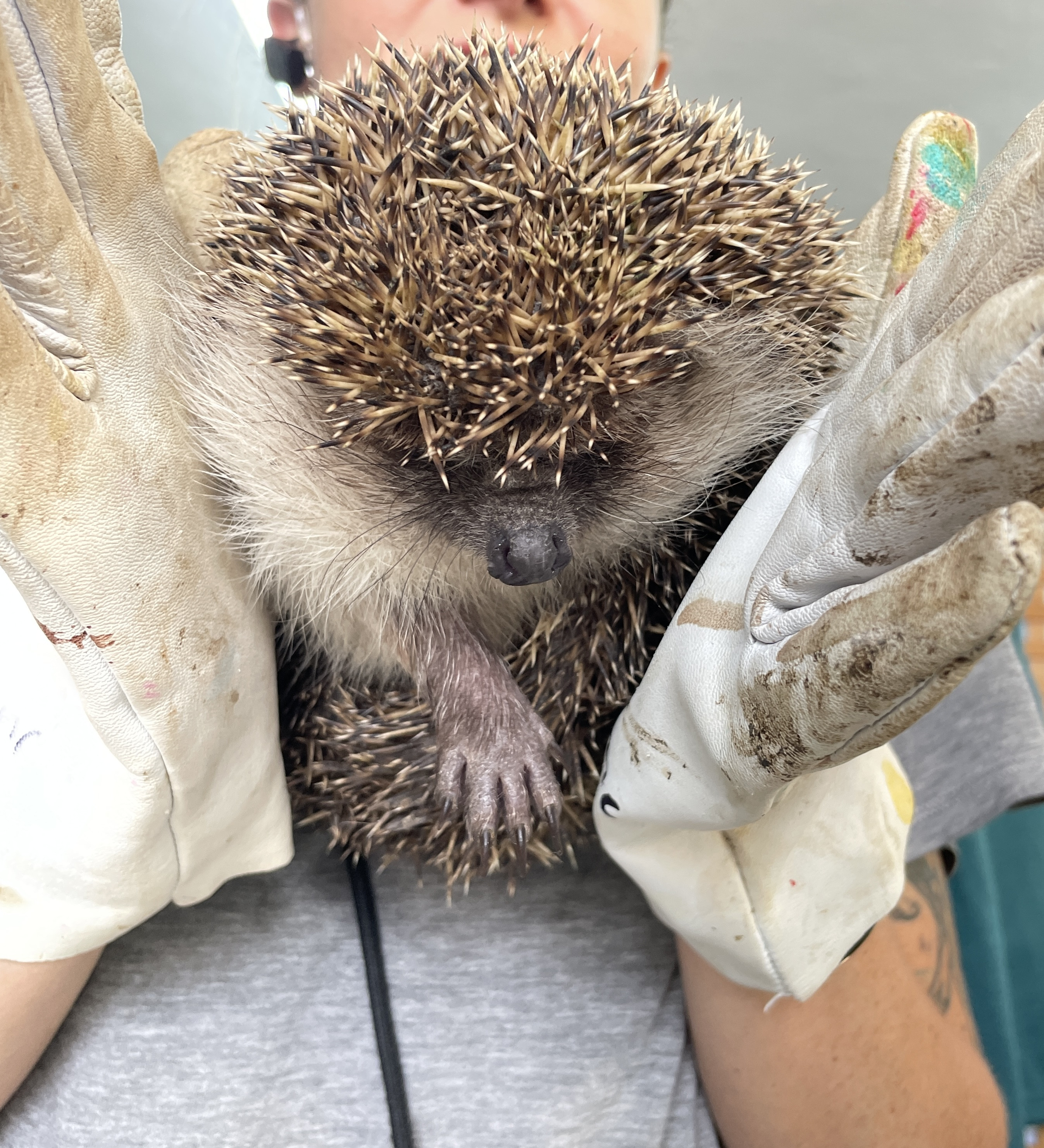 361/24 - WV - Tagaktiver Igel