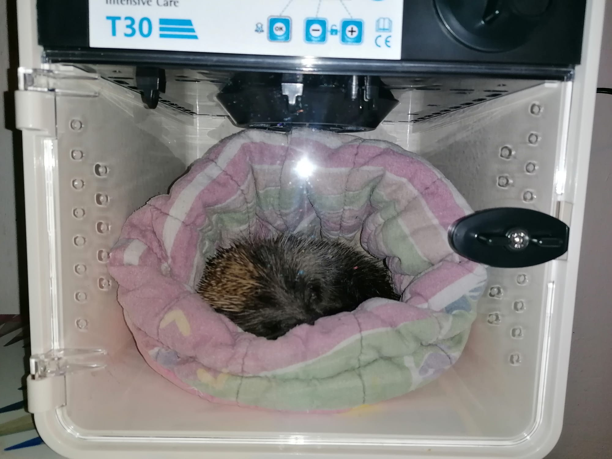 067/24 - WV - Igel in Not 🦔🙁