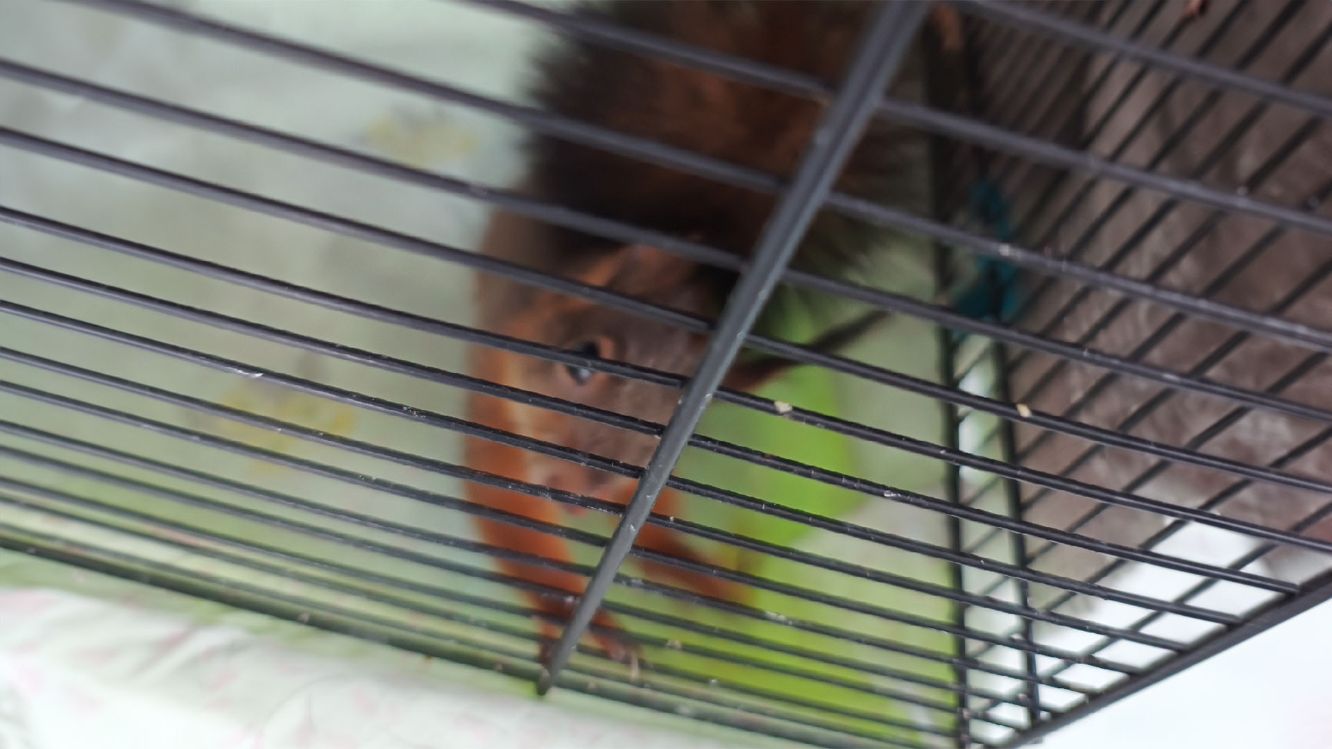 081/24 - W - Eichhörnchen benötigt Hilfe 🆘