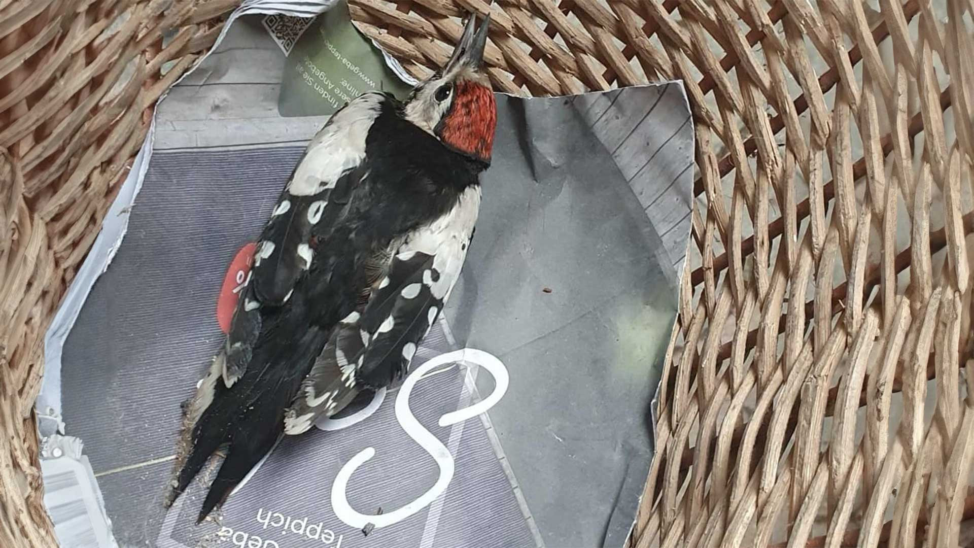 147/24 - WV - Verletzter Buntspecht