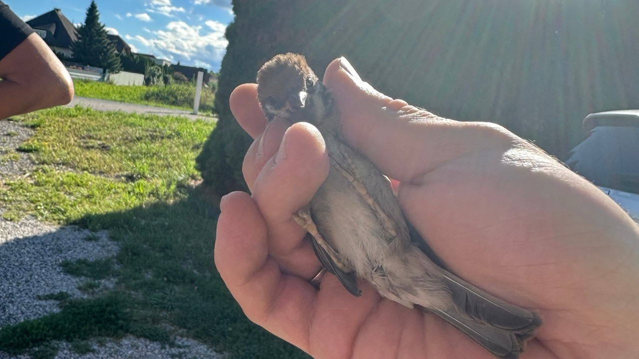 271/24 - WV - verletzter Spatz