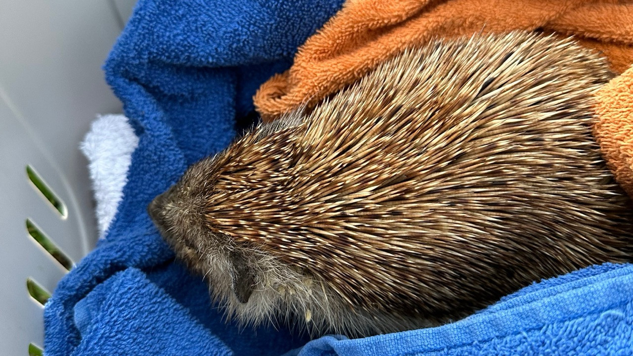 273/24 - WV - Igel auf Straße