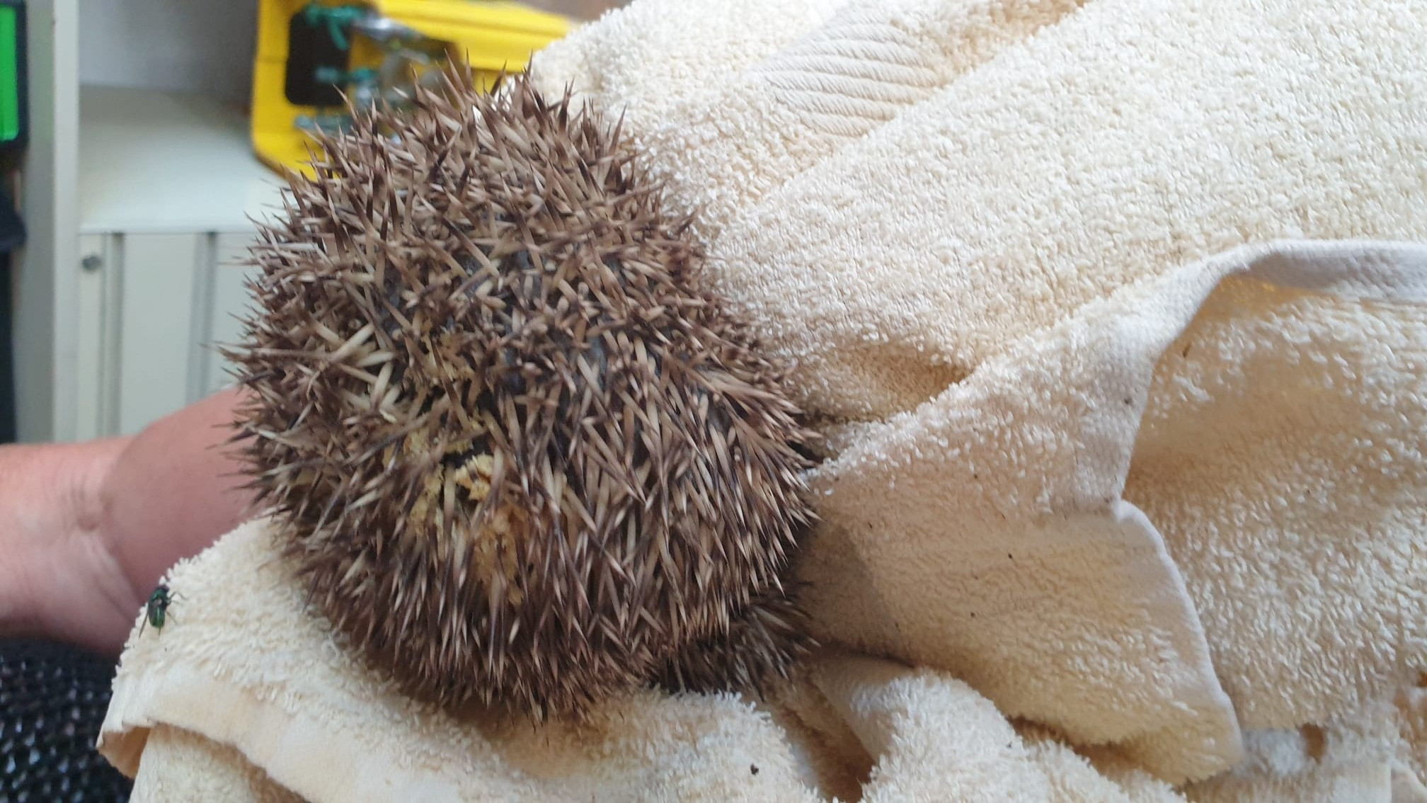 407/24 - WV - Igel mit Madenbefall