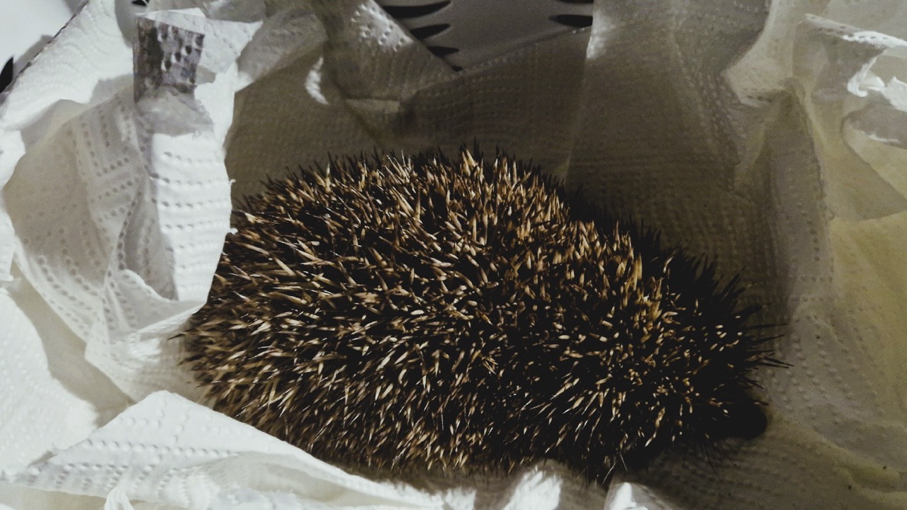 643/24 - W - aktiver Igel im Winter