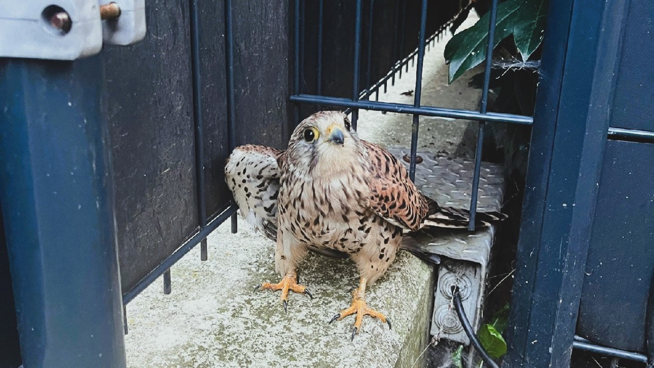 482/24 - W - Turmfalke