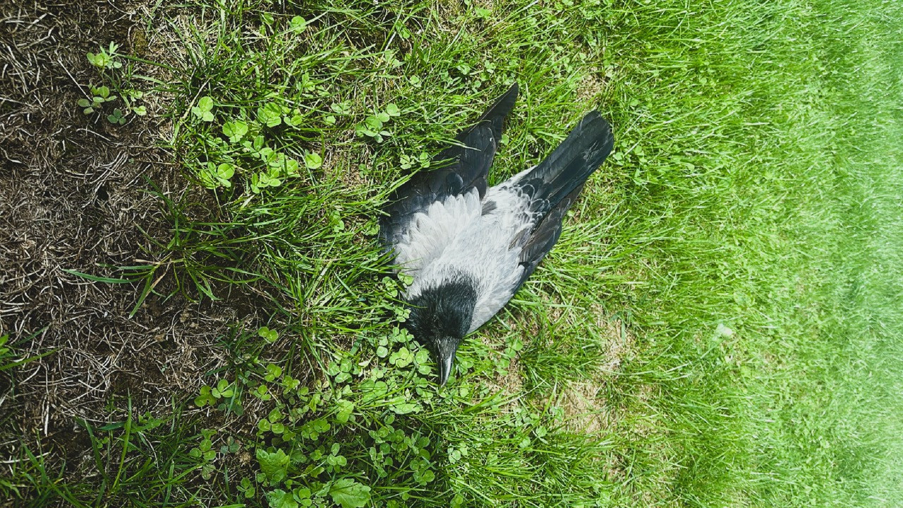 534/24 - WV - Krähe mit Anflugtrauma