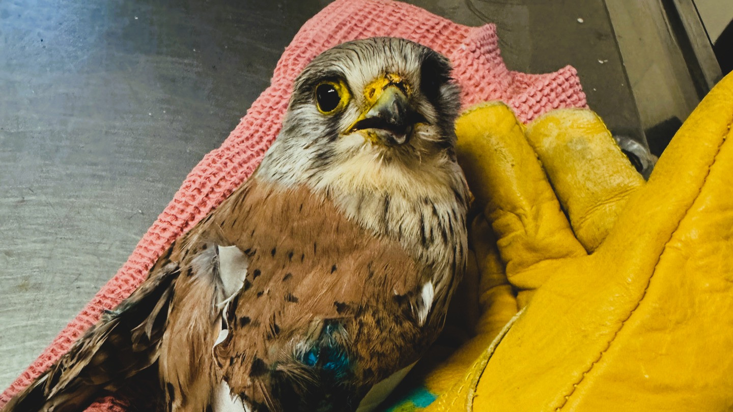 086/25 - TWV - Turmfalke mit einem auffälligen Flügel