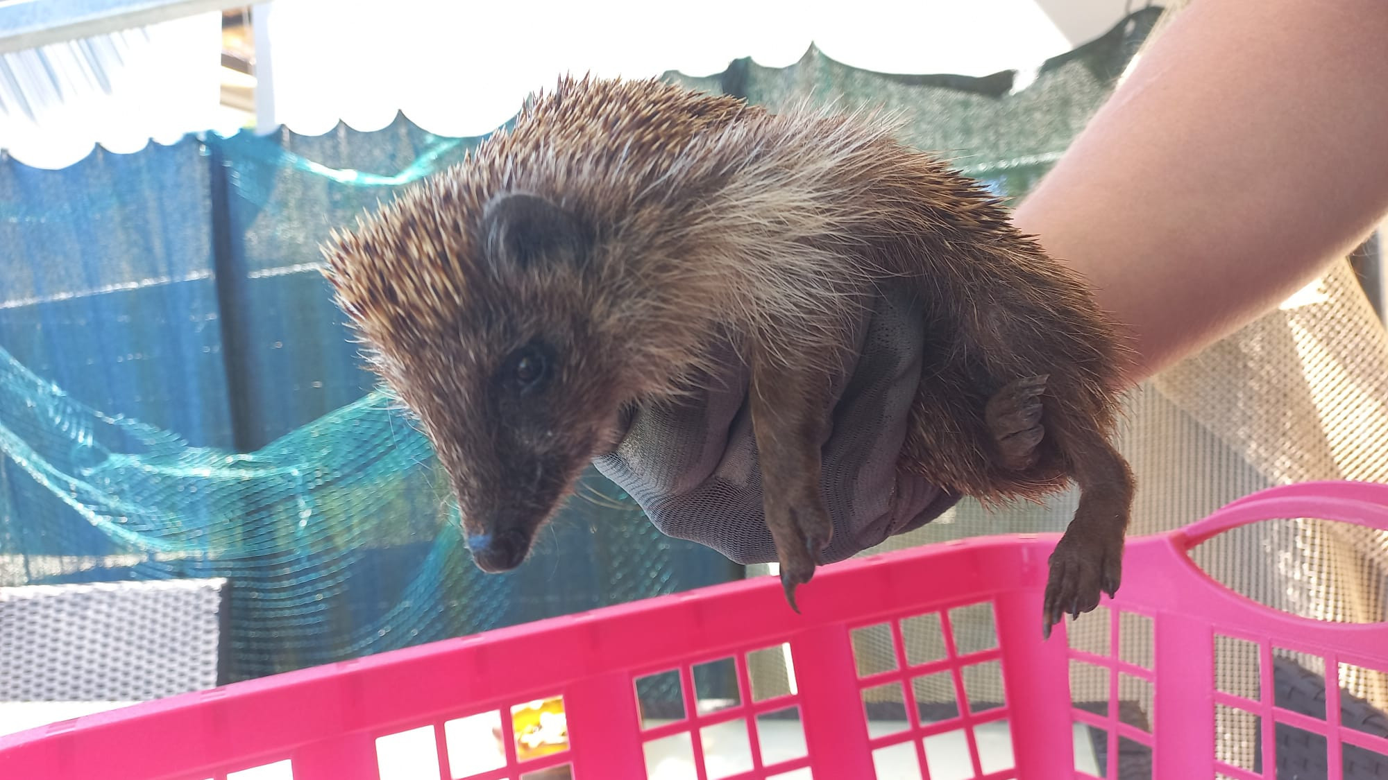 405/24 - W - Geschwächter Igel